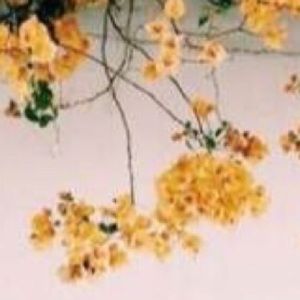 Meet your Posher, Mayeli